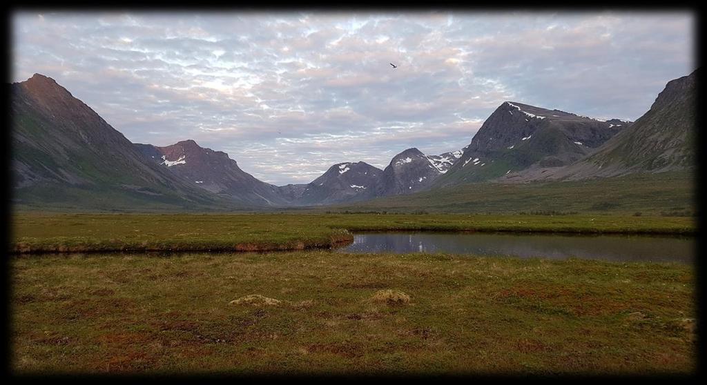 I våtmarkene i Skipsfjorddalen har det etter alt å dømme hekket svarthalespove både i 2016 og 2017.