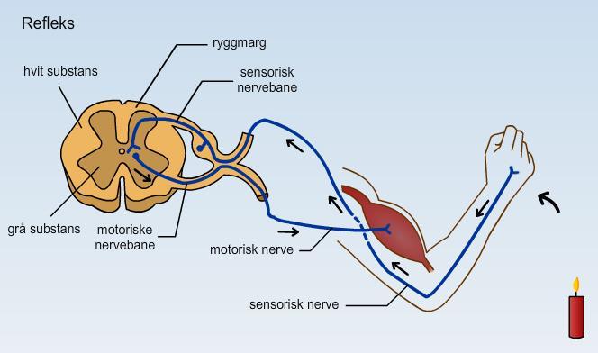 6. a) En synapse er der to nerveceller møtes og kommuniserer. b) En synapse består av en presynaptisk side med nevrotransmittorer i vesikler, en synapsespalte og en postsynaptisk side med reseptorer.