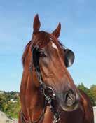 Tillegg: 2 kg for hester som har seiret. Minnepremie og bilde til eier. Innm avg: 350 kr. 1 2 3 Tid: Rangering Vinner: Plass: Duo: Trippel: DANISH OF COURSE (DEN) 55.