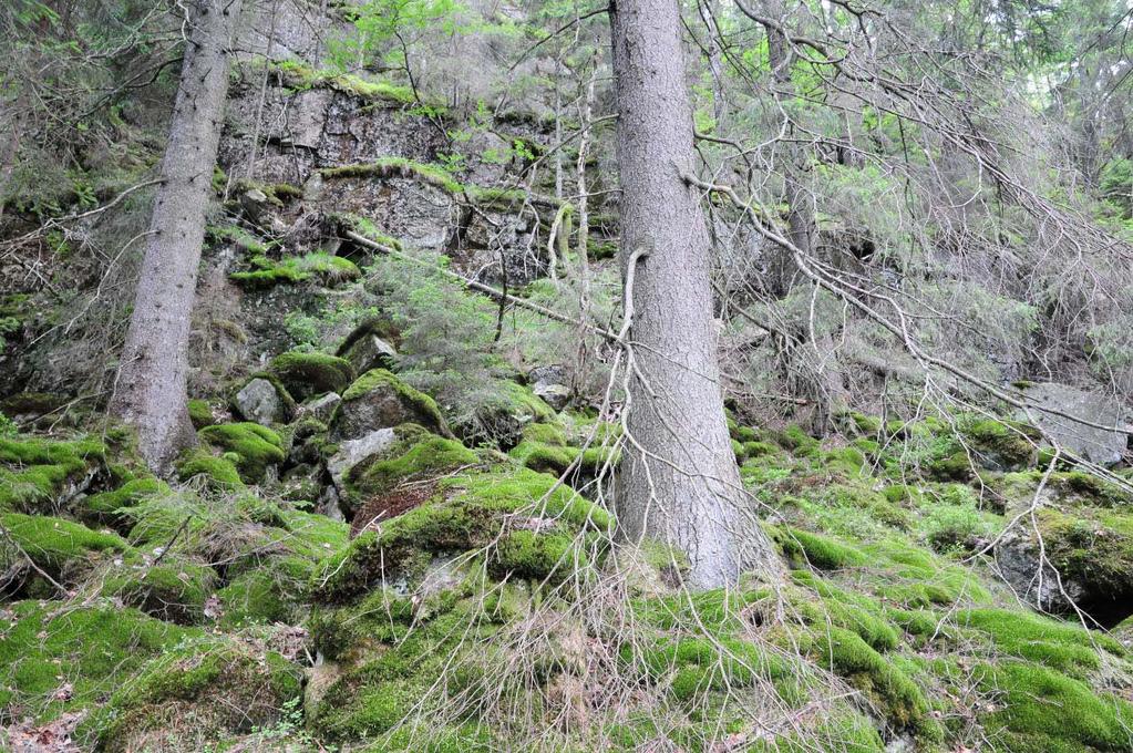 Skjøtsel og hensyn: Fri utvikling. 9. Tvieidet, verdi C. Eiendom: 29/5 Areal: ca 8 daa Naturtype: Gammel barskog Utforming: Gammel granskog Feltsjekk: 28.06.