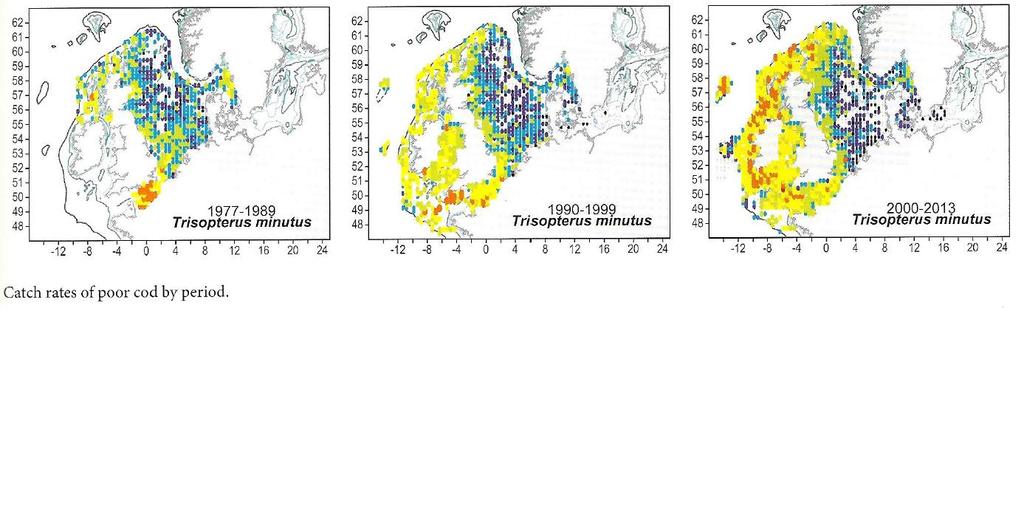 Poor cod (sypike) has increased in the North Sea, invasion from the western part of the