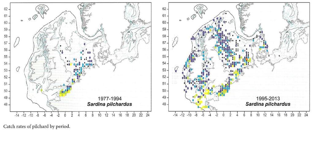 Sardine has increased in the North Sea, invasion probably from the English Channel to the western