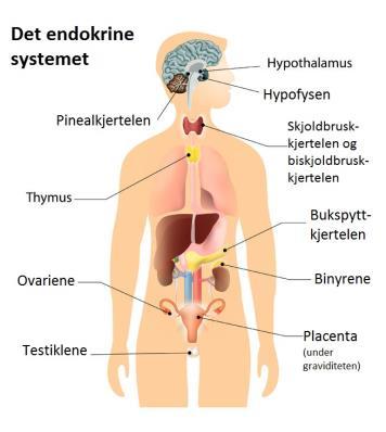 Basiskunnskap Bind 1 side 179-181 HYPOTHALAMUS HYPOFYSEN SKJOLDBRUSK- KJERTLEN BINYRER BUKSPYTTKJERTLEN OVARIER