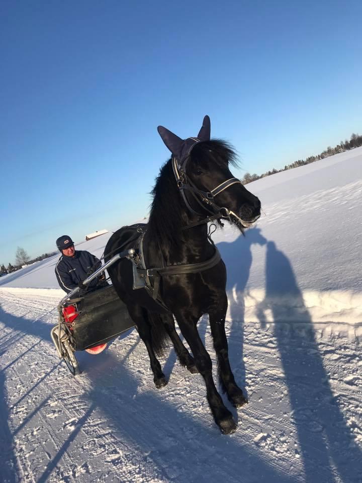 Nå som hoppene får like mye i premie som hingstene i de klassiske oppgjørene i tillegg til evt.