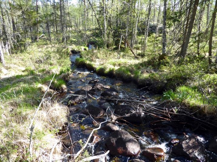 I alt 11 bekker og elver ble undersøkt på totalt 15 steder i 2017, men nye bestander av elvemusling ble ikke funnet.