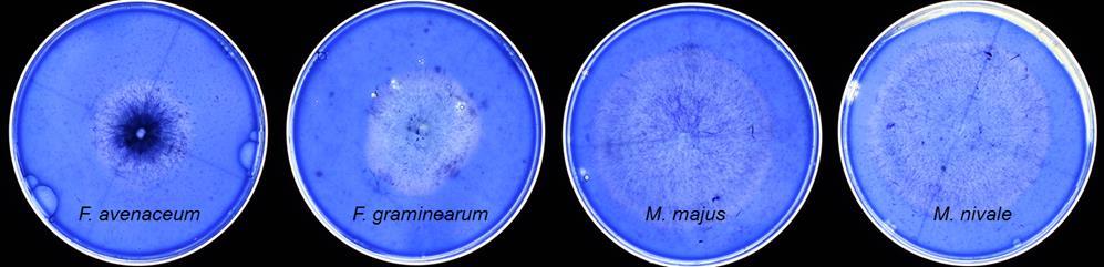 Fusarium og Microdochium kan