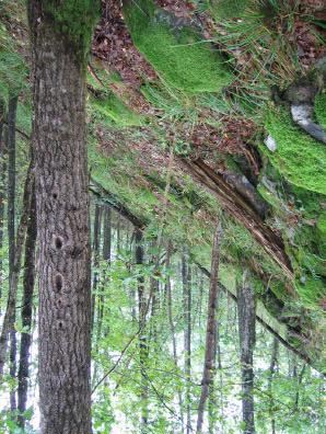 Naturfaglig undersøkelse av 7 skogområder i Agder og Telemark 49 Tabell 17: Oppsummering viktige