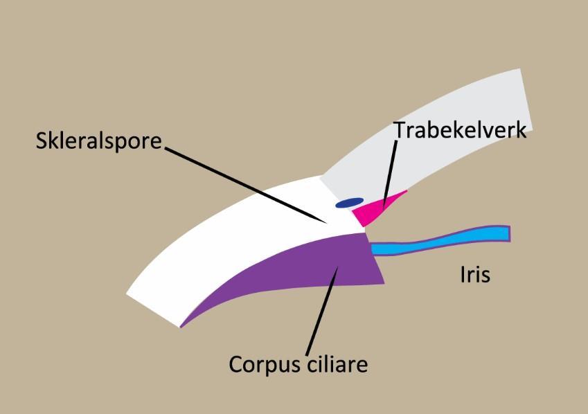 KAMMERFORHOLD Filtrasjonsapparatet: Indre sklerale sulcus (kammervinkel):