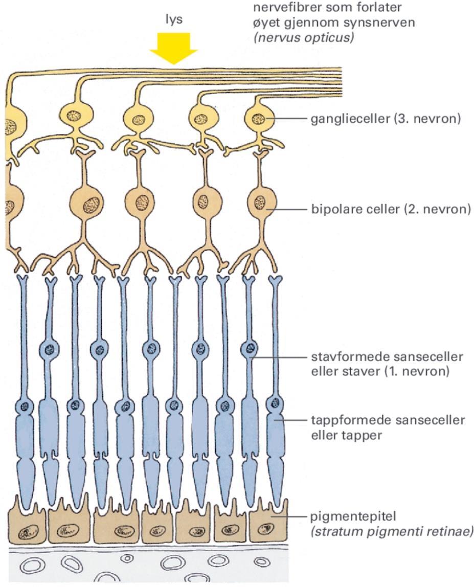 Nevro-retina som er delt i lag Fotoreseptorer: Staver: RETINA ca. 125 millioner (unntatt sentalt) følsomme for blågrønt og svakt lys dominerer i mørket (skotopisk syn) Tapper: ca.