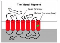 FOTORESEPTORER Visuelle fotokjemiske pigment-molekyler i membranen: Opsin (1 type for staver, 3 typer for tapper);