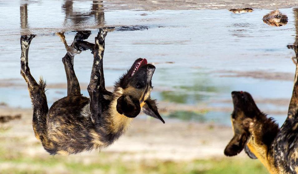 Den sjeldne afrikanske villhunden i breddekanten i Okavangodeltaet - Safari i Botswana de nye omgivelsene. I morgen venter en spennende tur på Okavangodeltaet.