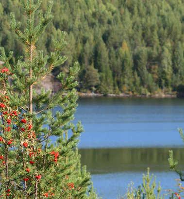 Nærbutikk. Skolevei.