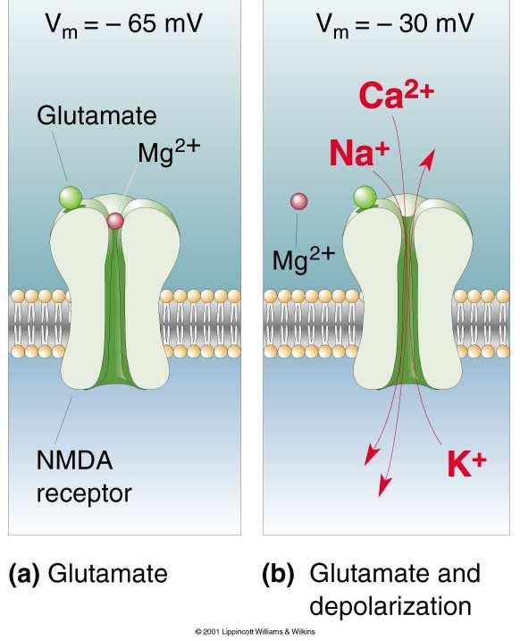 Glutamat binding 2) membran depolarisering Kanalen er calsiumpermeabel. Funksjon: Ca 2+ er en second messenger.