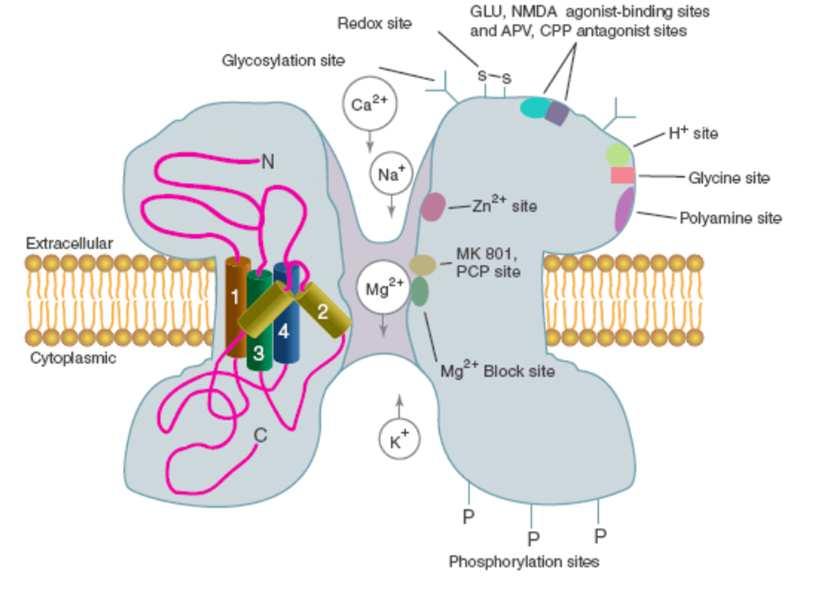 NMDA-R regulering 25