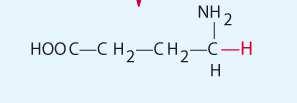 GABA (γ-aminobutansyre) Hovedansvarlig for rask, punkt-til-punkt hemming (IPSP).