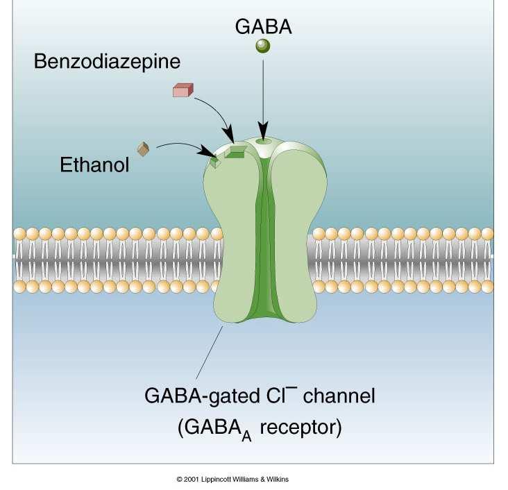 GABA internevroner - Lokale inhibitoriske kretser Tilbakeførende hemming Fremoverførende hemming + - + + - + 35 Stoffer som øker GABA-A Cl- kanal aktivitet - som øker IPSP Valium (Diazepam)