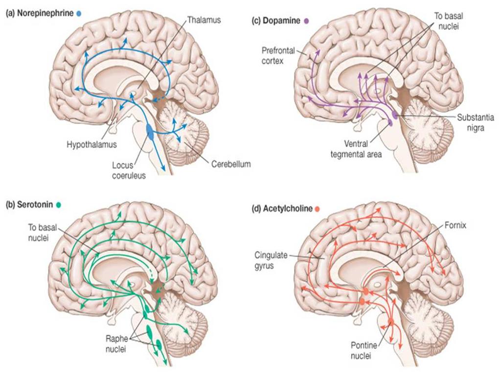 hjerneområder Ekstrasynaptisk, volumtransmisjon (ikke