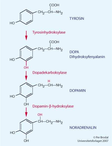 Presis, punkt-til-punkt Modulerende Volumtransmisjon 41 Syntese av DA og NA Fra aminosyren tyrosin DA Nigrostriatal bane Mesolimbisk