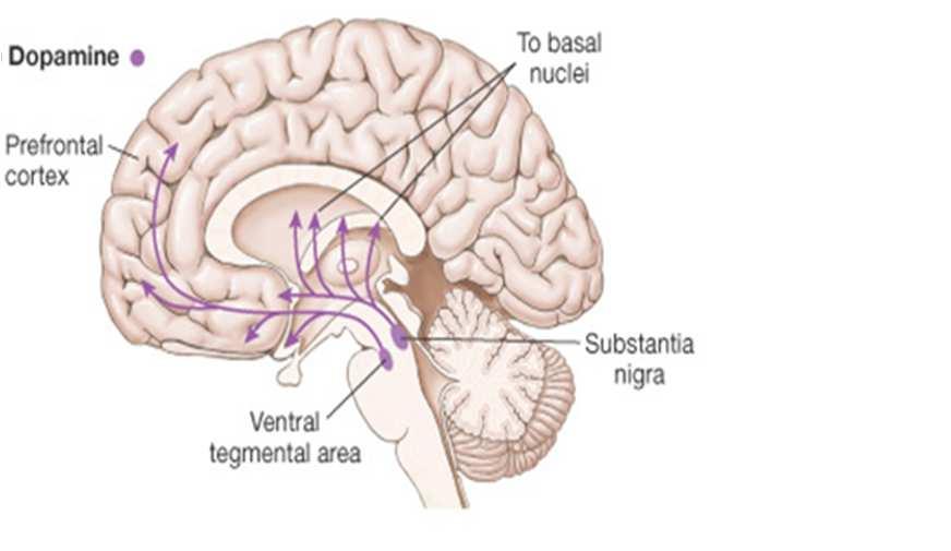 Dopaminerge baner og deres funksjon 53 Dopaminerge baner og deres funksjon 1) Motorisk kontroll (substantia nigra til striatum) Parkinsons sykdom nevrodegenerativ tilstand med svinn (død) av DA