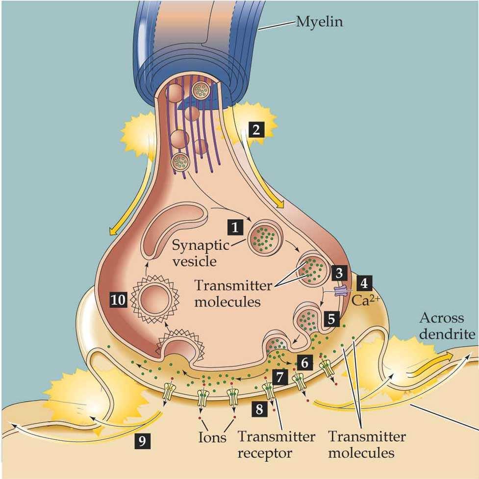 Frigjøring av nevrotransmitter i synaptisk terminalen. 1. Synaptisk vesikkel spesialiset organelle for syntese, larging og frigjøring av transmitter. 2. AP depolariserer den presynaptisk membranen. 3.