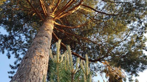 SKOG SOM VERN MOT NATURFARE Hallvard Berg