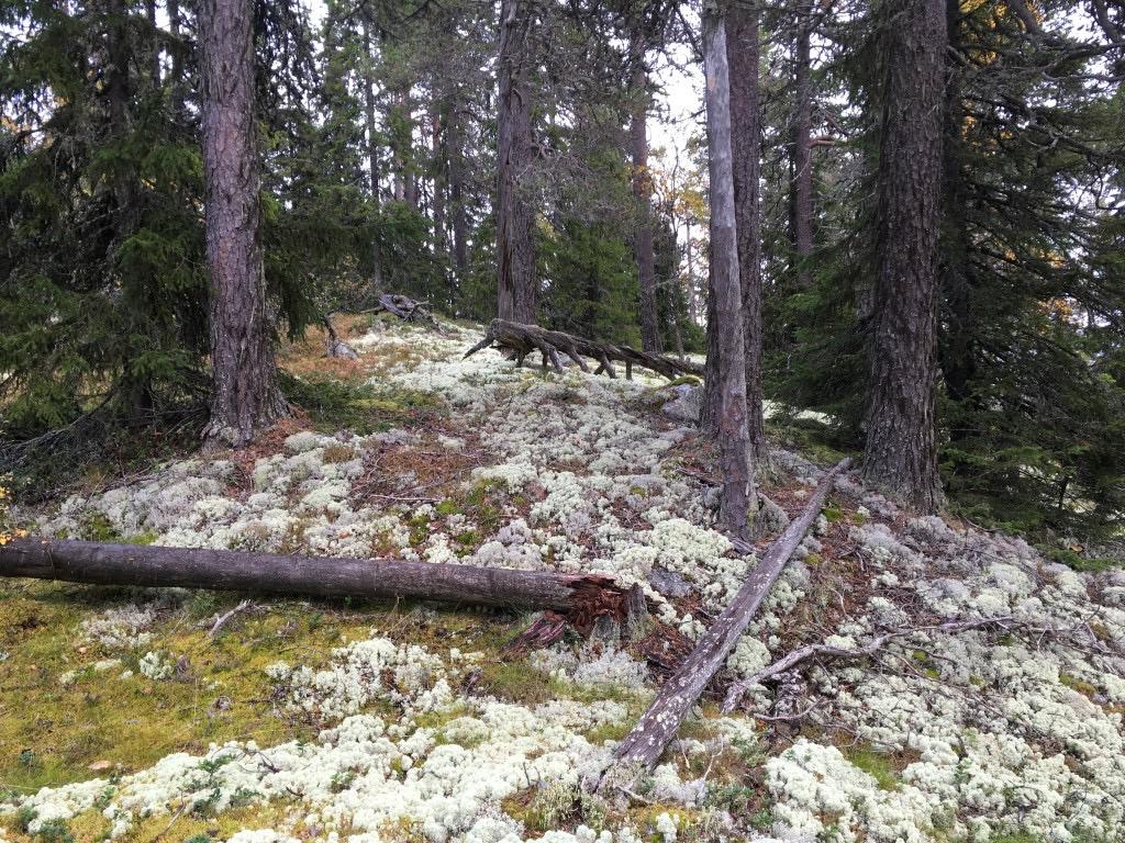 Bilder fra området Storåsen Død ved av furu