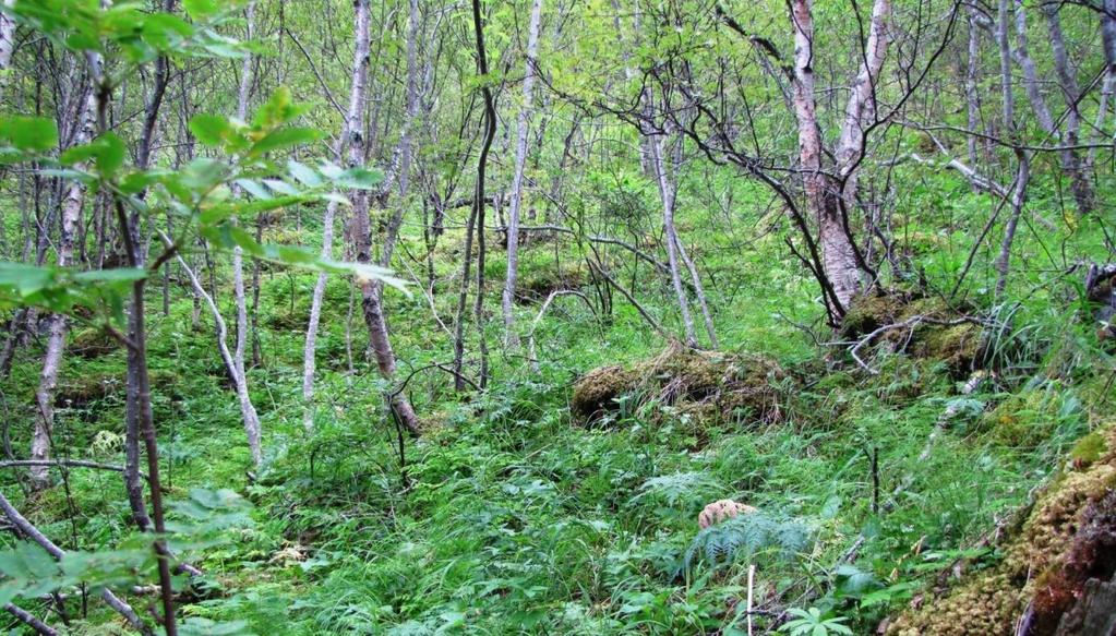 vanskelig fremkommelige, og preges av relativt storvokst