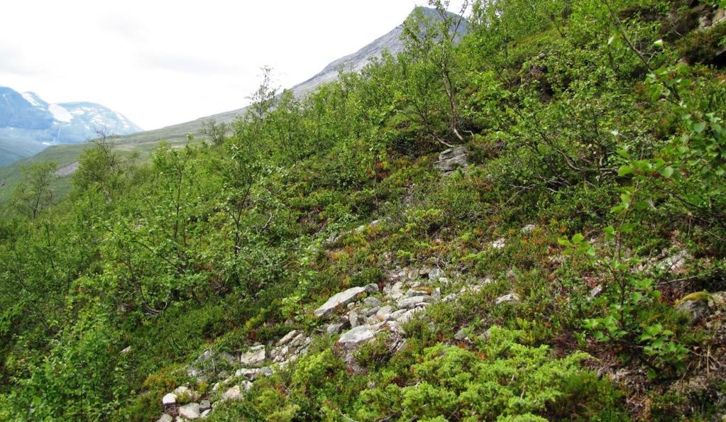 Bilde 5. I dalsidene på begge sider av Stordalselva får vegetasjonen gradvis mer alpint preg, og de dominerende artene er bl. a. krekling, tyttebær, dvergbjørk og fjellbjørk. 4. Status og verdi 4.1.