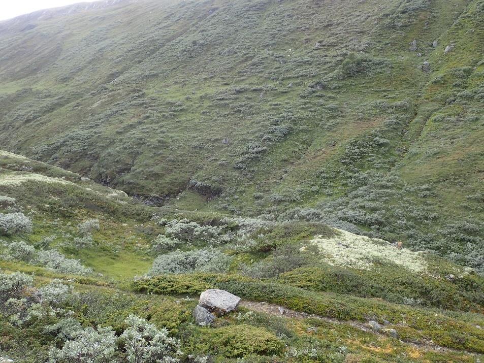 Nord for lokaliteten Ryphuslia nær veien ved brua sør for Tronget, her er