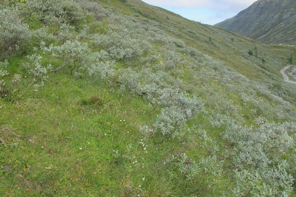 Ryphuslia (lokalitet 2, Jordal 2016) nær