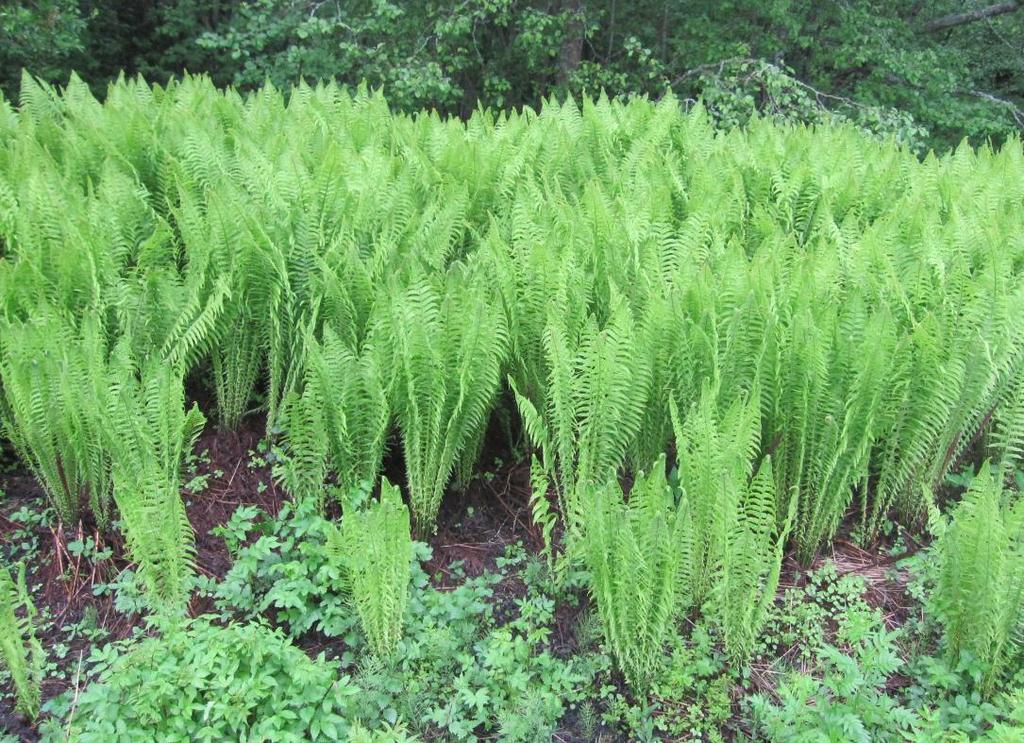 fuktighetsgradient fra de fuktige områdene og innover mot skogen. Der det er høy fuktighet, vokser det sumpplanter. Mot skogen overtar planter som vokser på jord med lavere fuktighet.