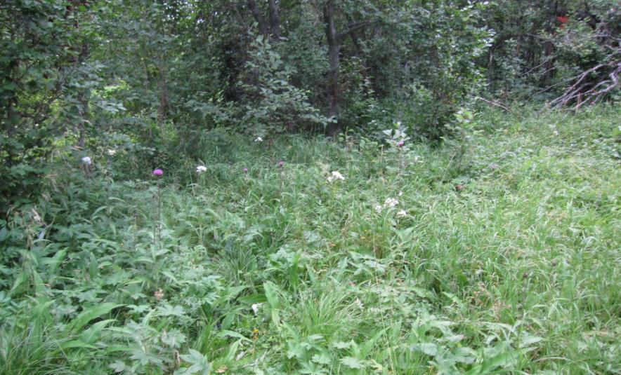 vierkratt med svartvier (Salix myrsinifolia) og grå viere, blant annet lappvier (Salix lapponum). I feltskiktet i vierkrattet et stykke innenfor elvebredden vokser arten åkerbær (Rubus arcticus).