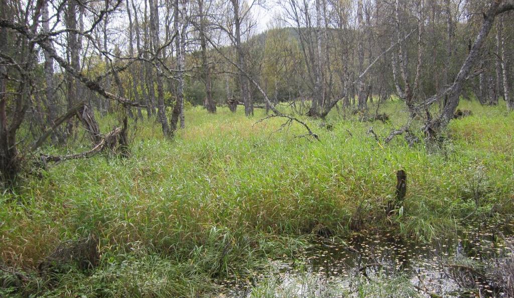 Flommarksskogene Det er mange forskjellige typer skog i Midtibrenna naturreservat.