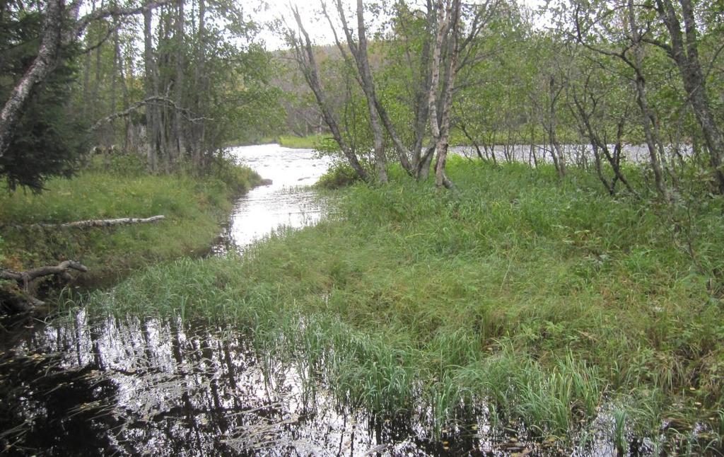 Figur 19. Flere steder langs elvebredden ved Holøla er det bukter eller smale evjer som strekker seg innover i flommarksskogen. I disse våtmarkene vokser det sumpvegetasjon.