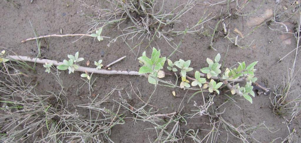 småsyre (Rumex acetocella), prestekrage (Leucanthemum vulgare), kvitmaure (Galium boreale) og hagelupin (Lupinus polyphyllus) var i ferd med å etablere seg i den nakne jorda på erosjonskanten.