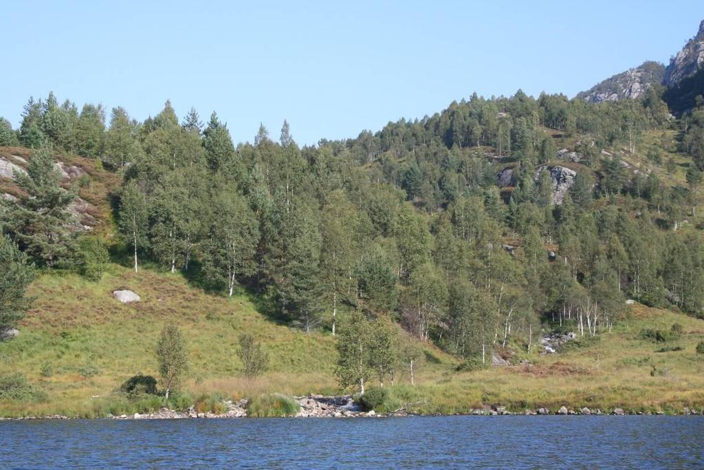Figur 6-5 Bekk fra Holevatnet ved utløpet i Førlandsvatnet Konsekvenser i delområdet Botnavatnet Botnavatnet er i dag regulert med 8 meter med en 3 meter høy murdam i sørvestre ende av vannet.