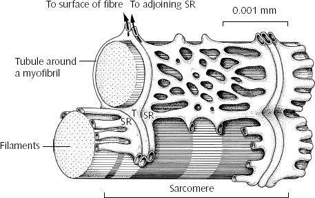T-rør Tynne, rørformete innbuktninger av cellemembranen på tvers av fiberen.