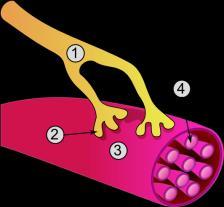 Kontraksjonsmekanismen Ved en kontraksjon forkortes muskelen ved at myofilamentene glir langs med hverandre.