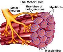 Motorisk enhet En nervecelle har flere nerveender som festes til hver sin muskelcelle, mens en muskelcelle kun har kopling til en nervecelle.