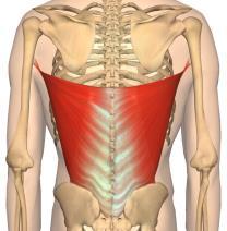 Muskler som går fra kroppen til armen har i hovedoppgave å