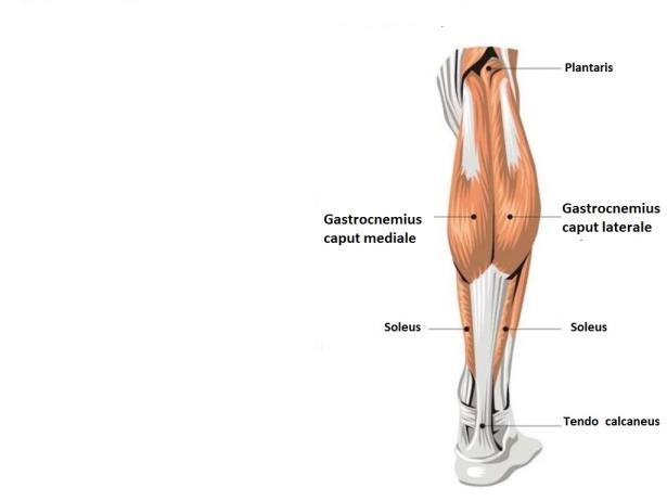 lår Fra hofte til tibia/fibula. Hofteekstensjon, knefleksjon. Innside lår: Adduksjon i hofte.