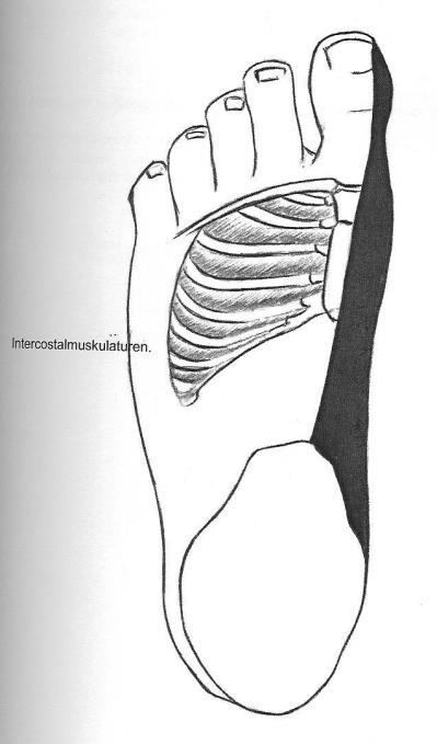 25 Behandling av respirasjonen Lungesonen: er plassert på fot-ballen, på metatarsene (mellomfotsben) og digitorum (tåben). Vi behandler fra innsiden av knokkelen av 5.