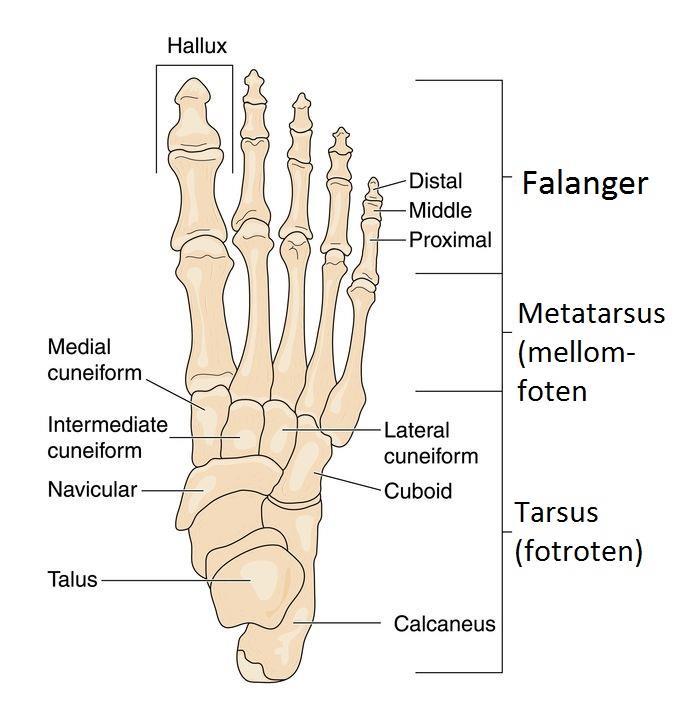 Oversikt over fotens 26 knokler Inndeling av fotens knokler Tær / Digitis pedis : 14 stk falanger (stortåen har to og de andre tærne har 3 falanger hver) Mellomfot / metatarsus: 5 stk Metatarsals.
