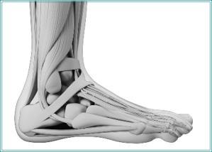 De kraftige leddbåndene sammen med musklene i foten og senene fra leggmuskulaturen gir foten styrke og bevegelighet. Fothvelvingene utvikler seg først når foten belastes ved gange i annet leveår.