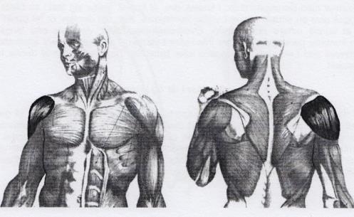 Lungens organrelaterte muskler M.