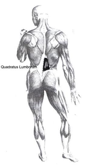 Quadratus lumborum 54