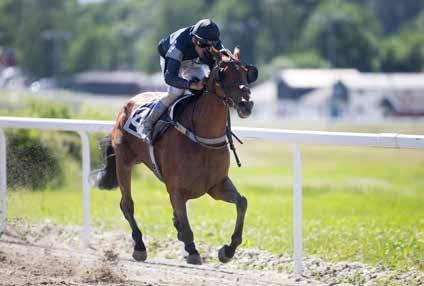 Generalprøve for galoppen Fredde trives best på sandbanen. Torsdag er det generalprøve foran den store Derbydagen søndag 28. august.