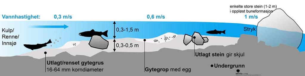 Figur 24. Prisnippskisse for forhold som er egnet til gyting. Figur 25. For å sikre den utlagte gytegrusen mot utspyling ble det lagt ut store steiner i området nedenfor gytegrusen.