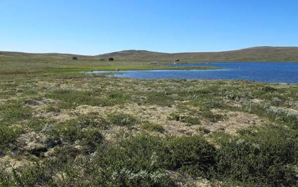 Bilde 4: Forslag til ny tomt sett sørover. Etter befaringen 18.08.2015 ba Statskog Dovre fjellstyre og Lesja fjellstyre ev.