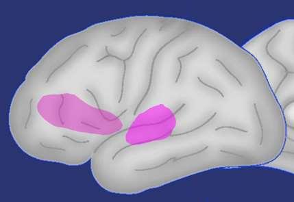 «Default mode network; resting state network..» Aktivt i våken rolig tilstand.